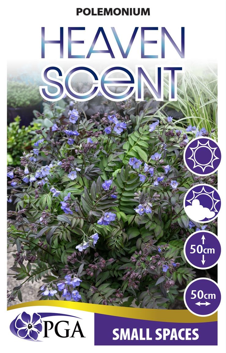 Polemonium ‘Heaven Scent’