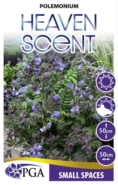 Polemonium ‘Heaven Scent’