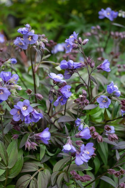 Polemonium ‘Heaven Scent’