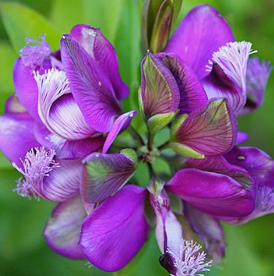 Polygala Dalmaisiana Compacta