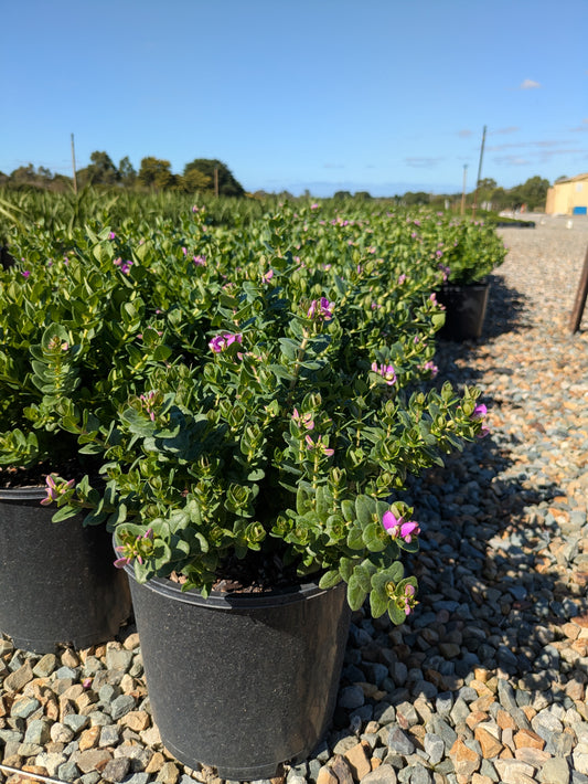 Polygala Little Charmer
