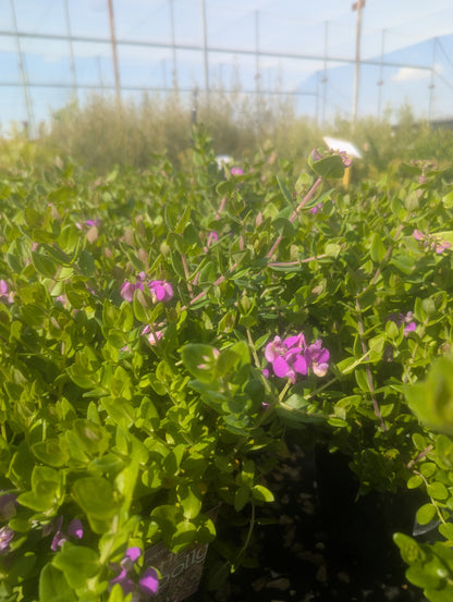 Polygala Little Polly