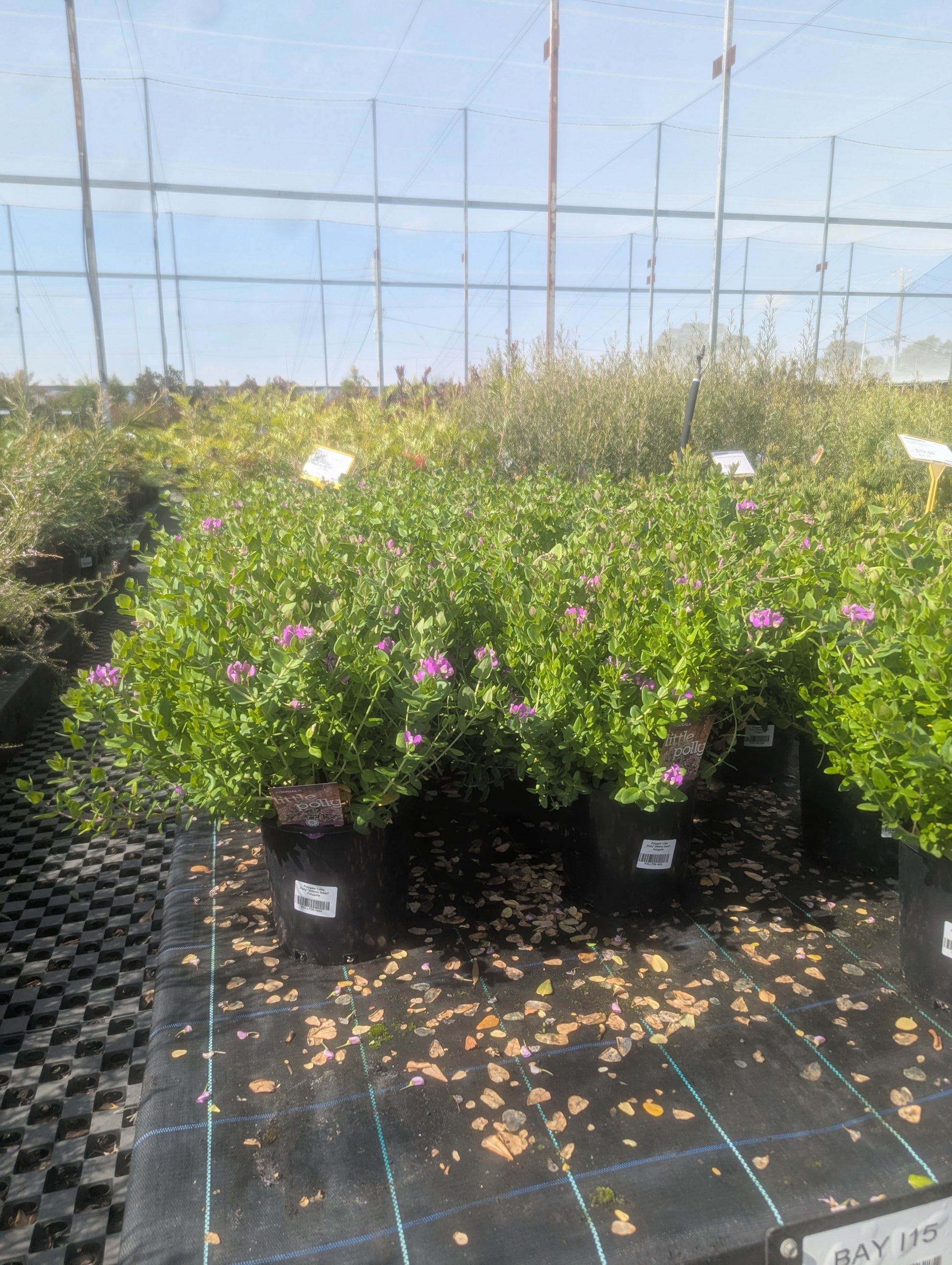the plant broker