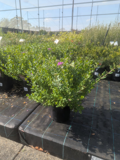 Polygala Little Polly