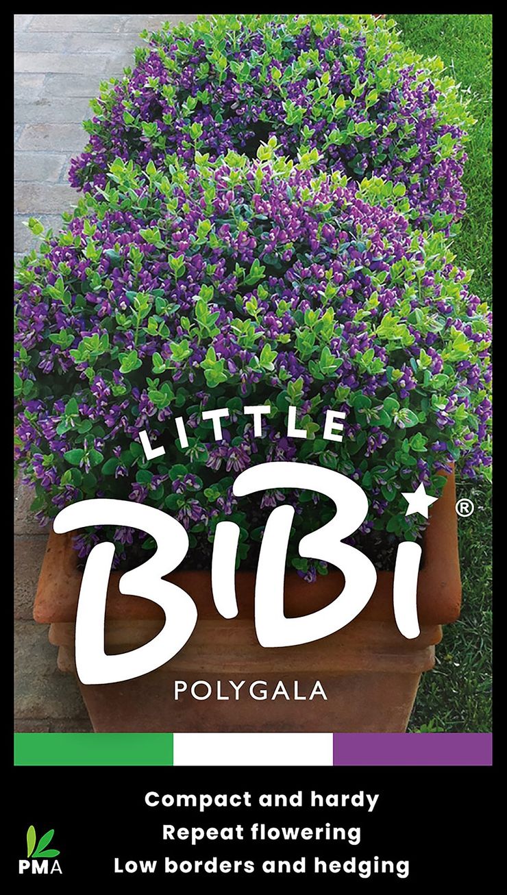 Polygala ‘LITTLE BIBI®’