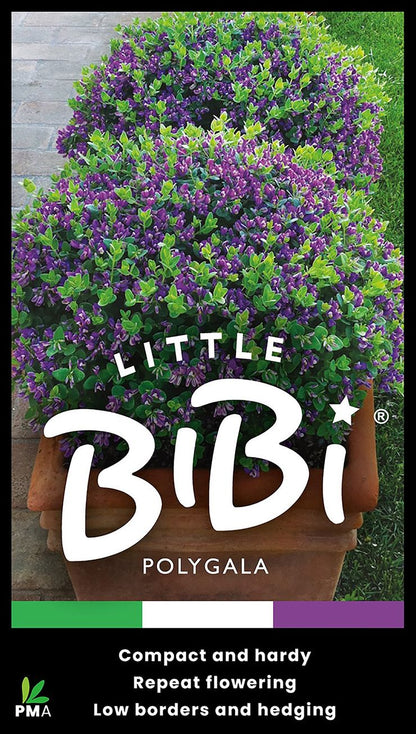 Polygala ‘LITTLE BIBI®’