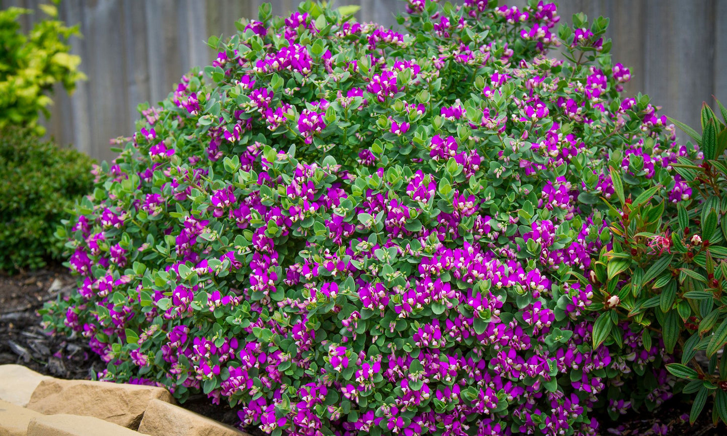 Polygala ‘LITTLE BIBI®’