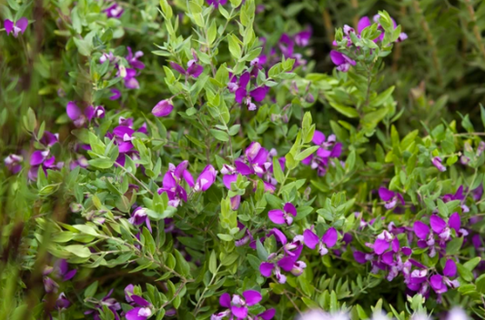 Polygala myrtifolia Grandiflora