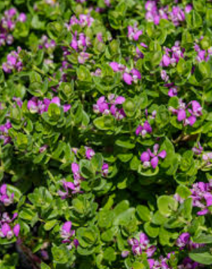 Polygala x dalmaisiana