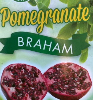 Pomegranate - Braham Punica granatum