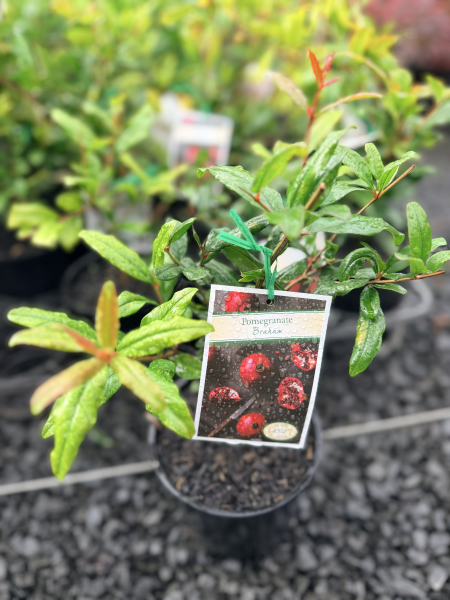 Pomegranate - Braham Punica granatum