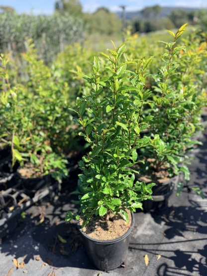 Pomegranate - Braham Punica granatum