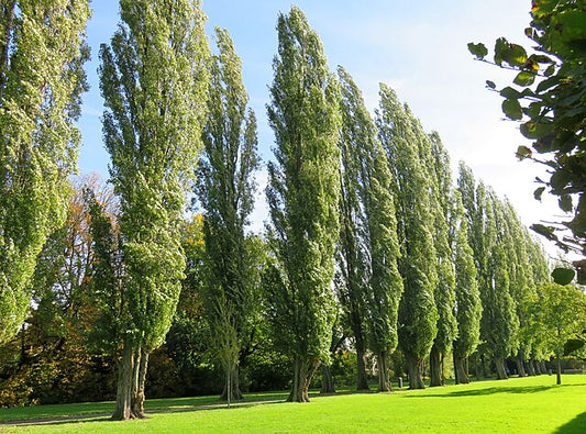 Populus nigra Italica