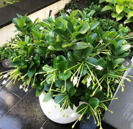 Posoqueria longiflora