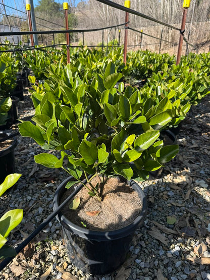 Posoqueria longiflora