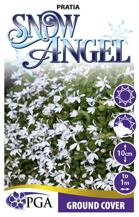 Pratia ‘Snow Angel’