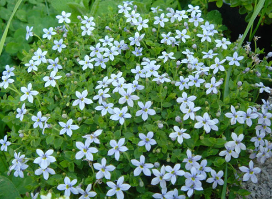 Pratia pedunculata Blue