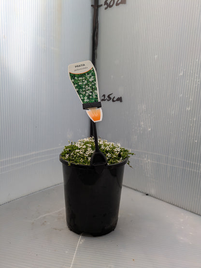 Pratia pedunculata White