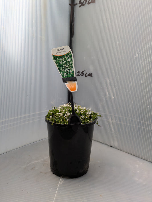 Pratia pedunculata White