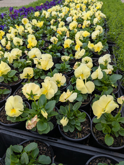 Pansy Primrose