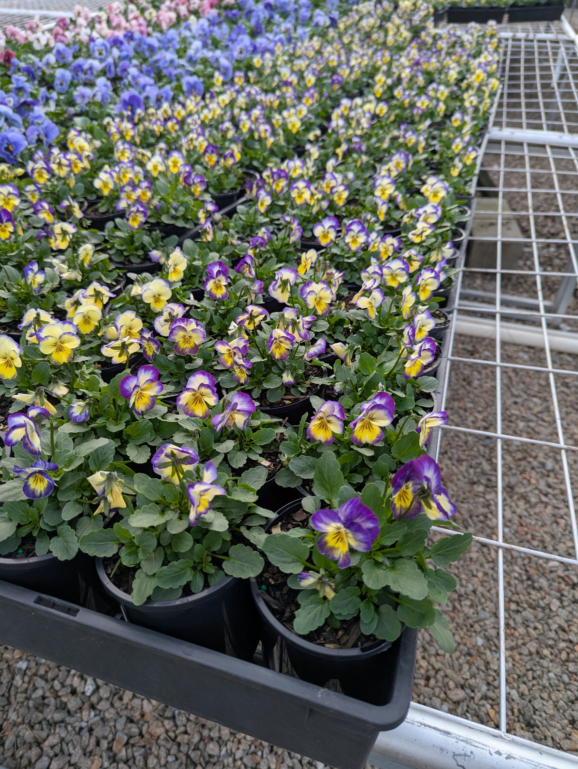 the plant broker