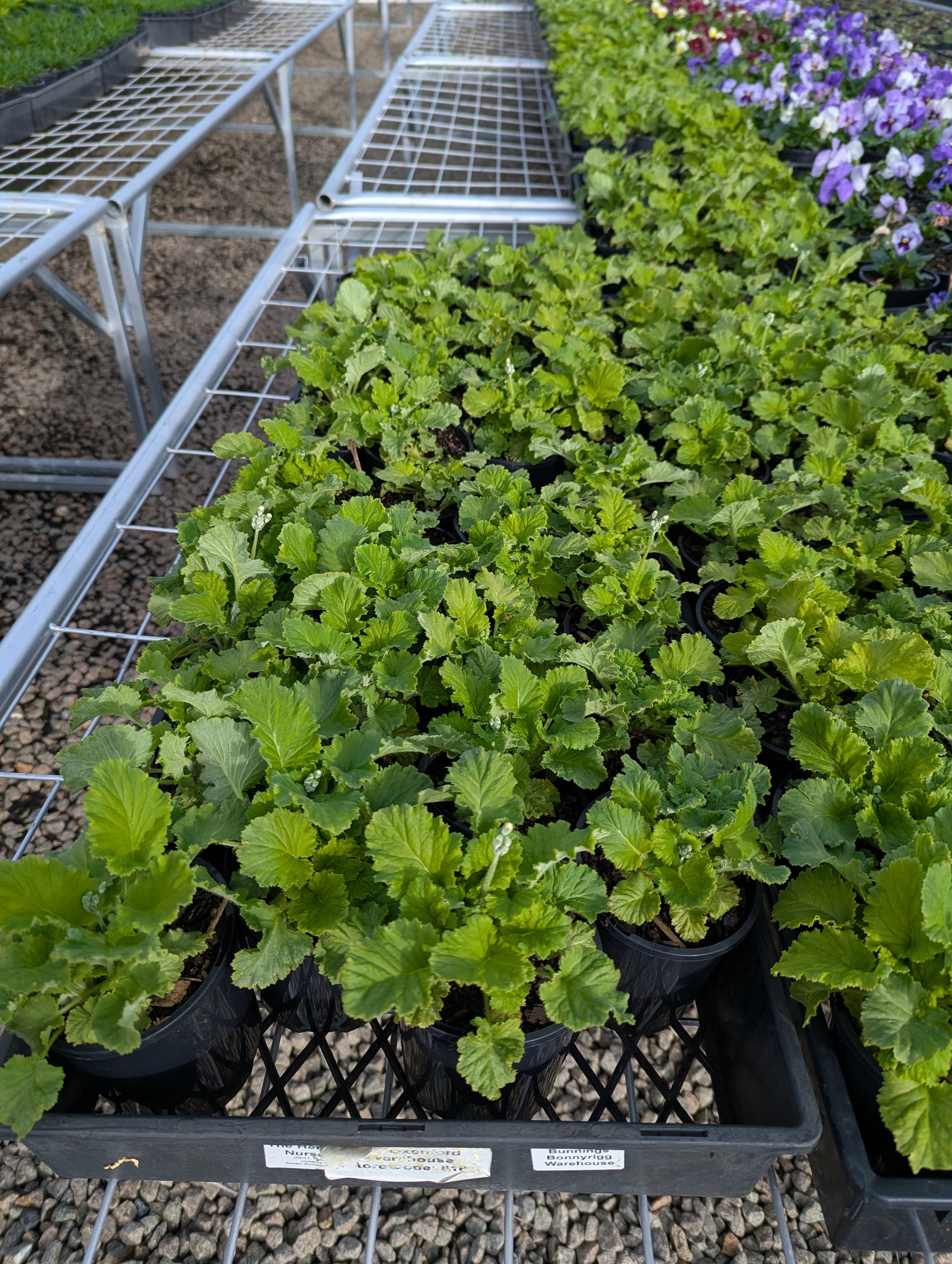 the plant broker