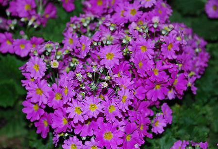 Primula malacoides Lavender