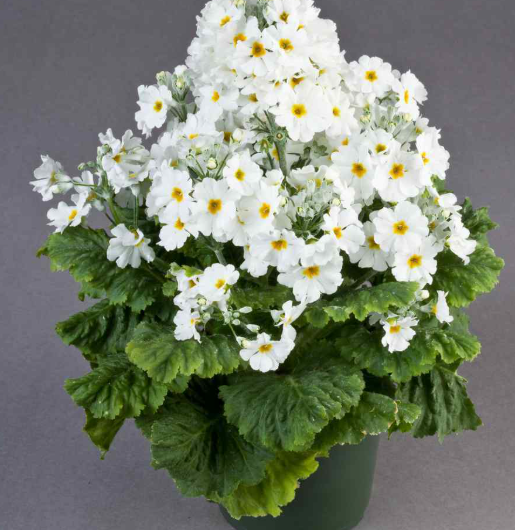 Primula malacoides White