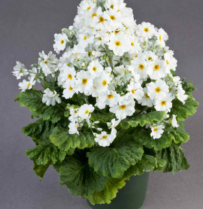 Primula malacoides White