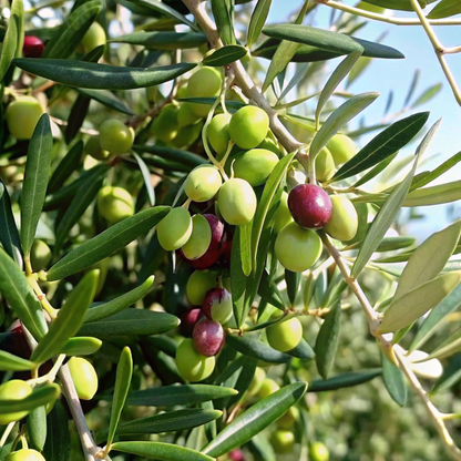 Olea europaea 'Del Morocco'