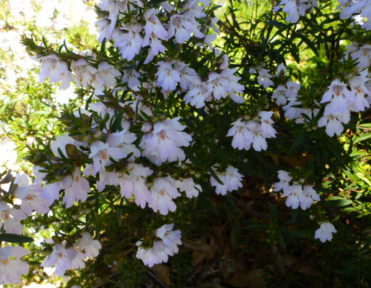 Prostanthera Poorinda Ballerina