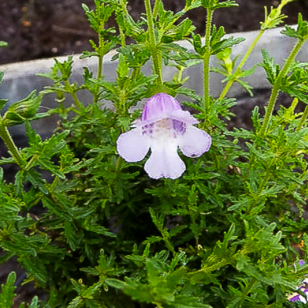 Prostanthera crocodyloides
