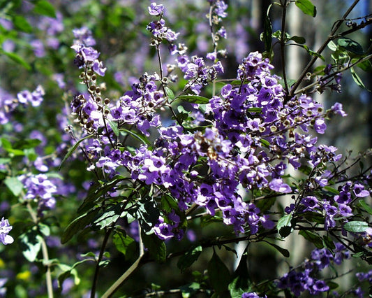 Prostanthera melissifolia Mauve