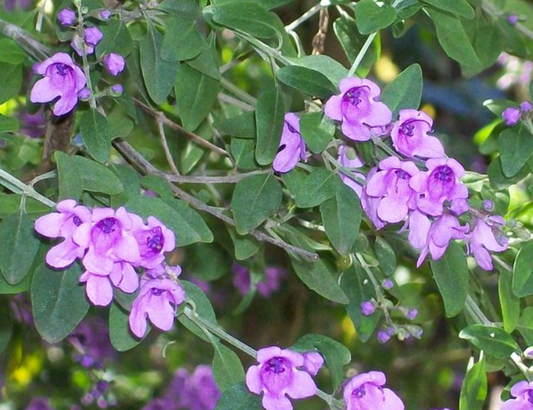 Prostanthera ovalifolia