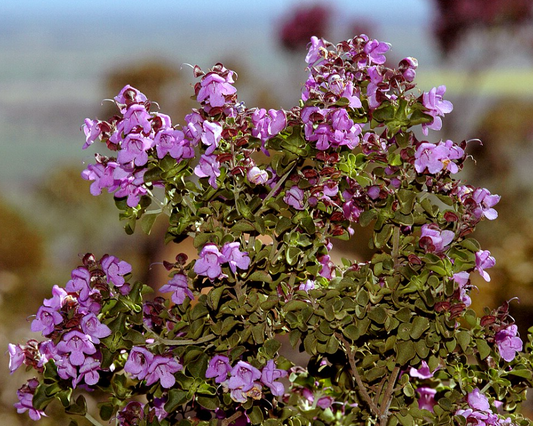 Prostanthera rotundifolia