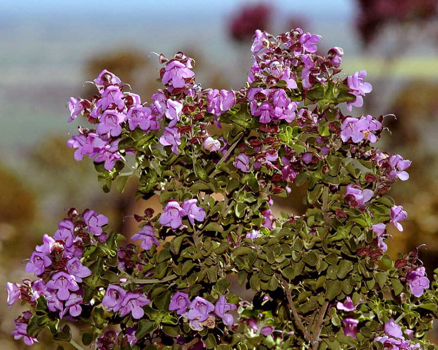 Prostanthera rotundifolia