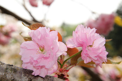 Prunus Kanzan (Sekiyama)