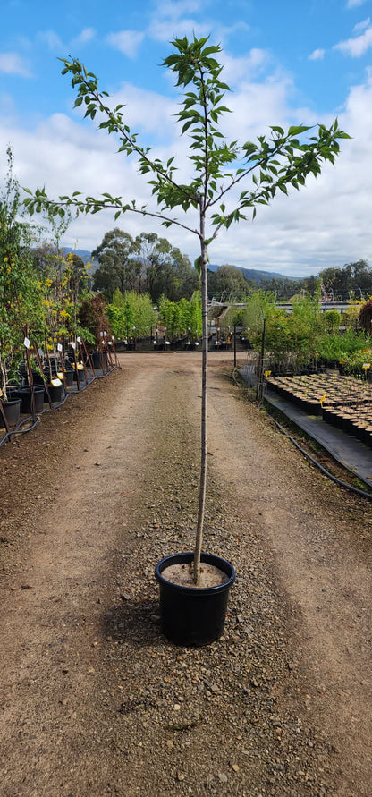 Prunus x Shirotae Mount Fuji