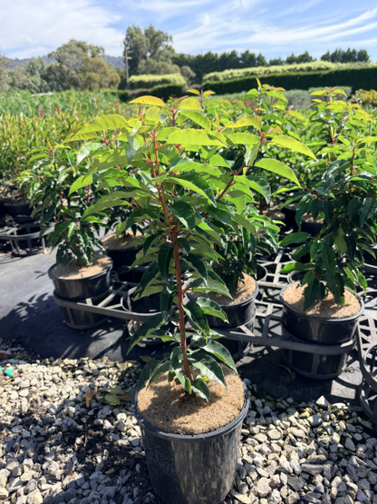 Prunus lusitanica