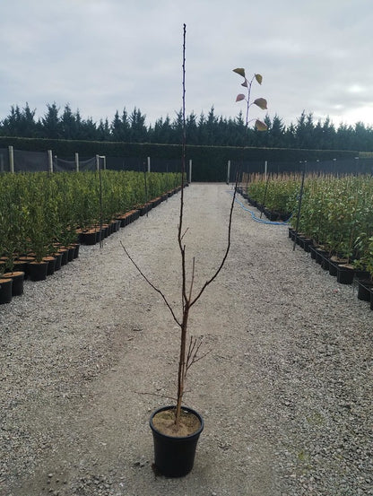 Prunus armeniaca 'Totem' pbr