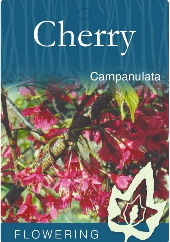 Prunus campanulata Rubra