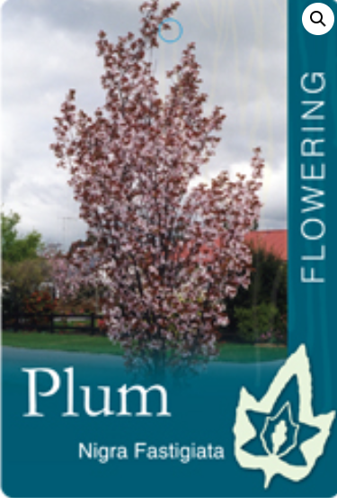 Prunus cerasifera Nigra fastigiata