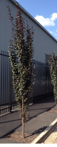 Prunus cerasifera Oakville