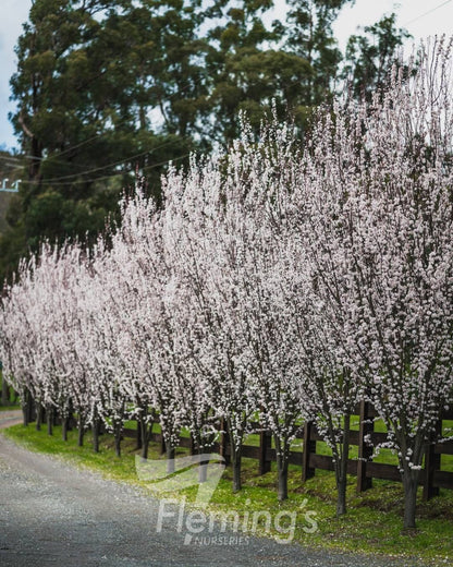 Prunus cerasifera Oakville Crimson Spire