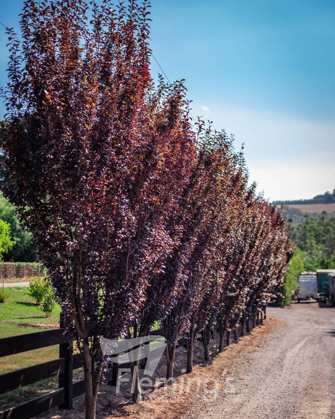 Prunus cerasifera Oakville Crimson Spire