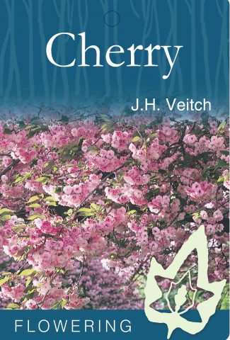 Prunus cerasus J.H Veitch