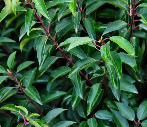 Prunus lusitanica