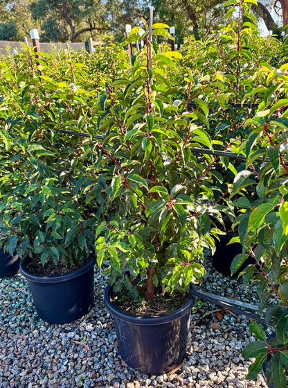 Prunus lusitanica