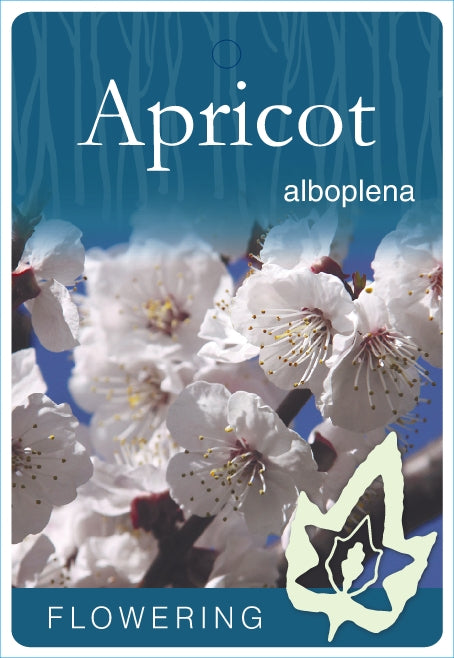 Prunus mume Alboplena