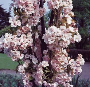 Prunus serrulata Erecta Amanogawa